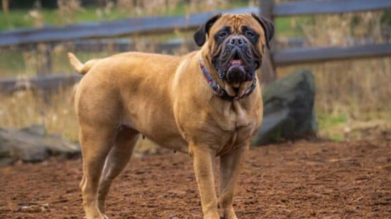 Best Collars for Bullmastiff Dog