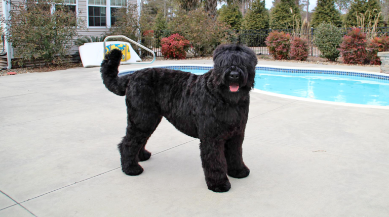 How to Put Collars on Black Russian Terrier