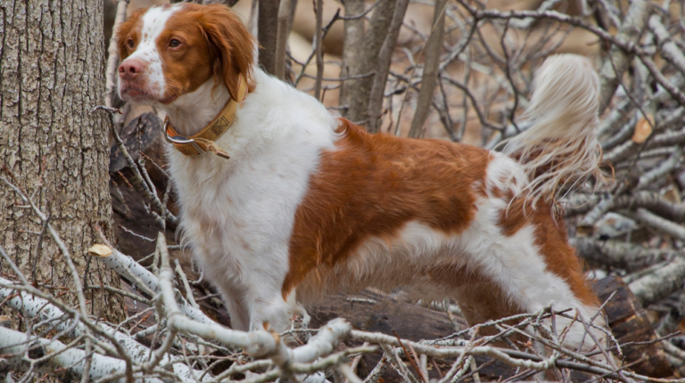 Best Dog Collars for Brittany Spaniel