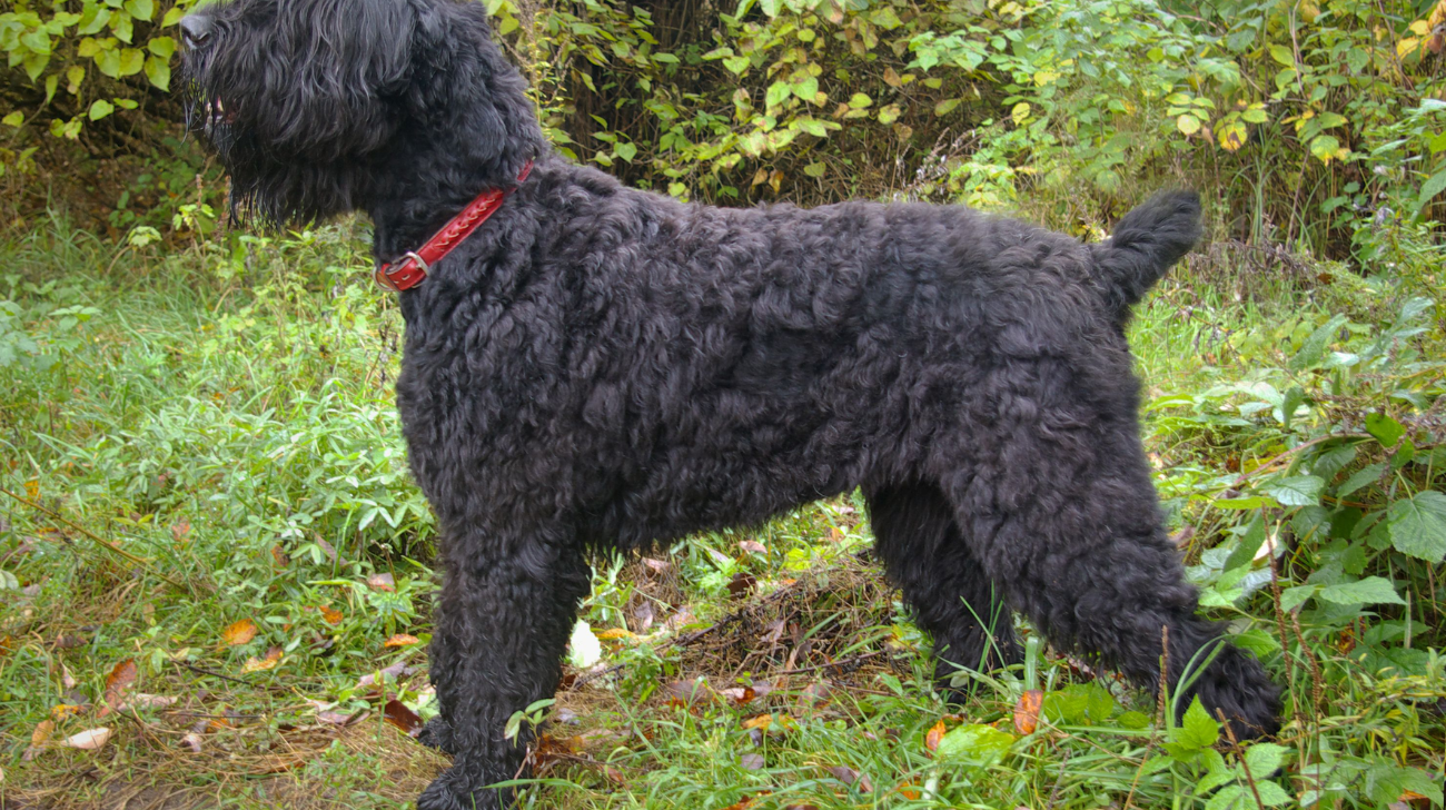 What Size is Best for a Black Russian Terrier