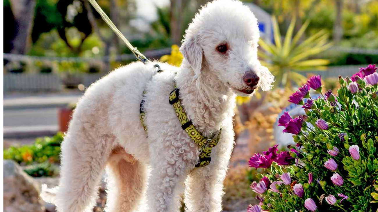 Best Collars For Bedlington Terrier