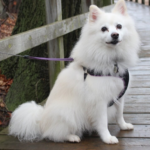 Best Collars for American Eskimo Dog