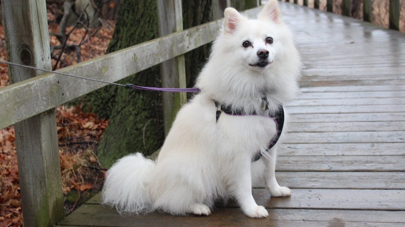 Best Collars for American Eskimo Dog