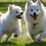 What Size Collar for an American Eskimo