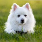 Is American Eskimo a Guard Dog