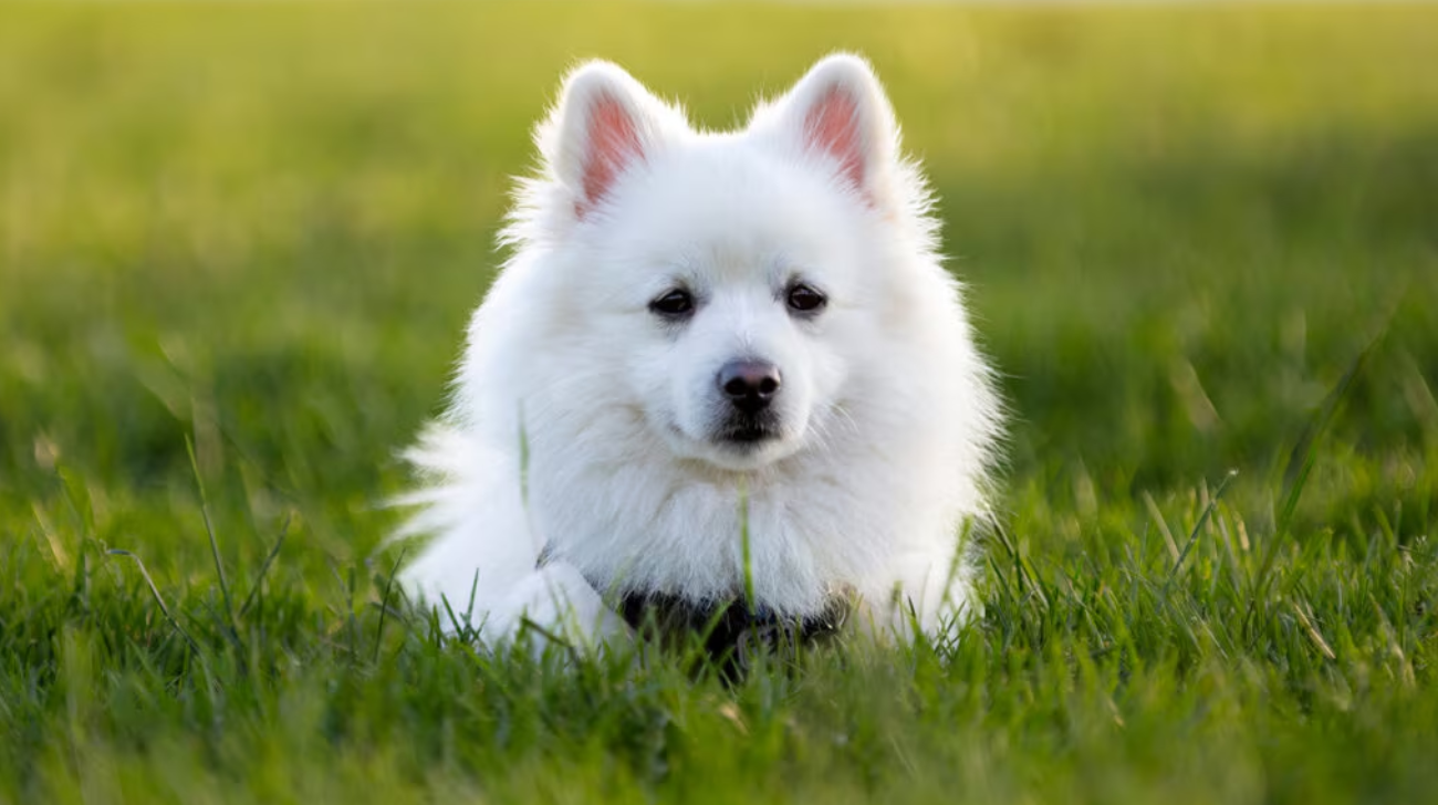 Is American Eskimo a Guard Dog