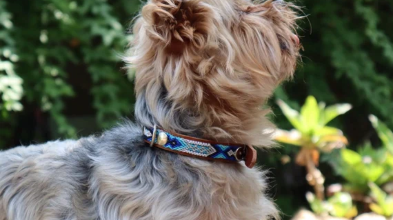 Best Collars for Yorkshire Terrier