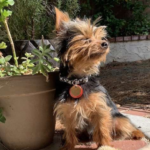 What Size Collar Does a Yorkie Wear