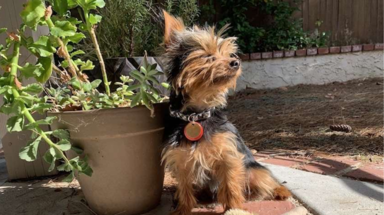 What Size Collar Does a Yorkie Wear