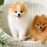 Best Collars for Pomeranian