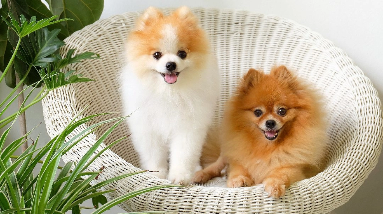 Best Collars for Pomeranian