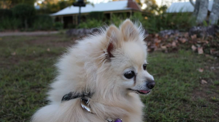 Should Pomeranians Wear a Collar