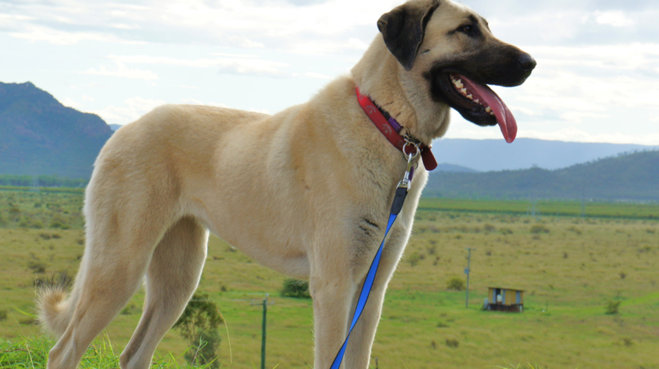 Best Collars for Anatolian Shepherd Dog