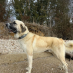 What Size Collars for Anatolian Shepherd Dog