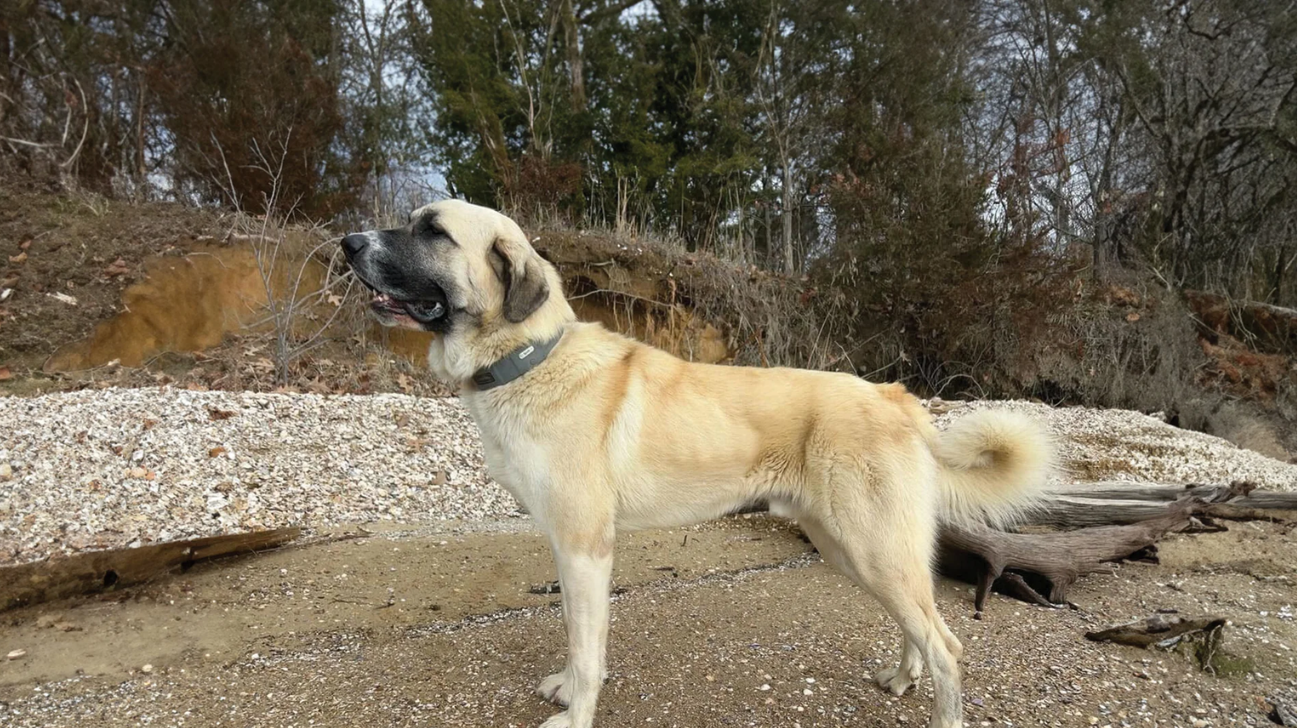 What Size Collars for Anatolian Shepherd Dog