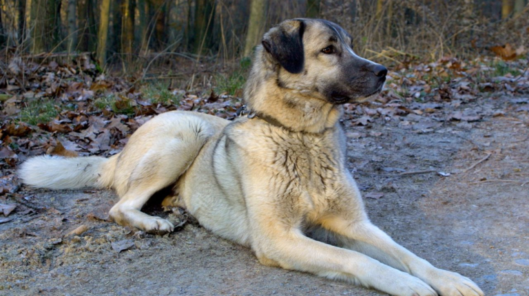 What Kind of Coat Does an Anatolian Shepherd Have