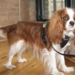 Best Collars for Cavalier King Charles Spaniel