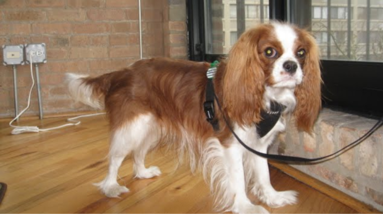 Best Collars for Cavalier King Charles Spaniel