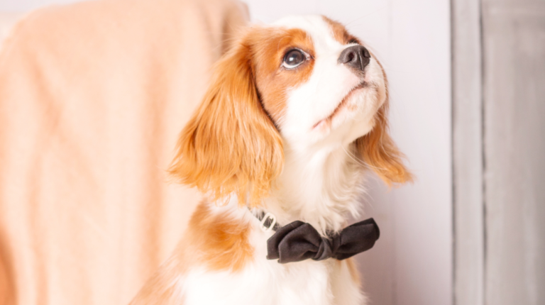 What Size Collar for Cavalier King Charles Spaniel