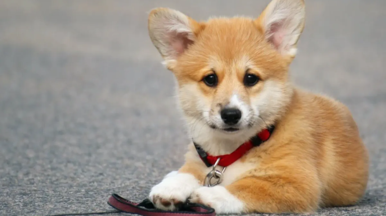 Can a Corgi Wear a Collar