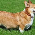 What Size Collar for a Pembroke Welsh Corgi