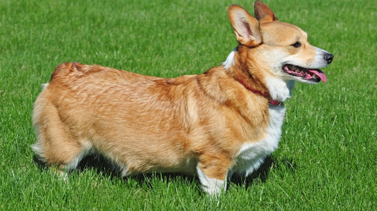 What Size Collar for a Pembroke Welsh Corgi