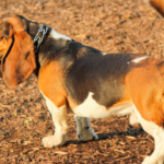 Best Collars for Basset Hound