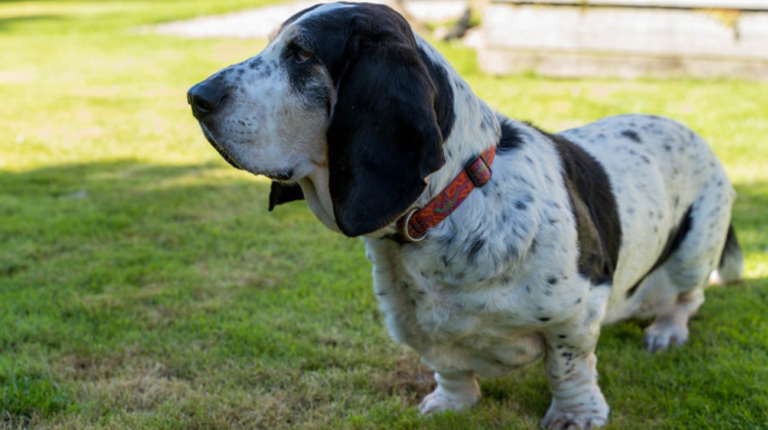 What Size Collar for a Basset Hound