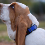 How to Measure a Basset Hound for a Collar