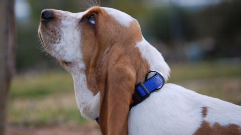 How to Measure a Basset Hound for a Collar