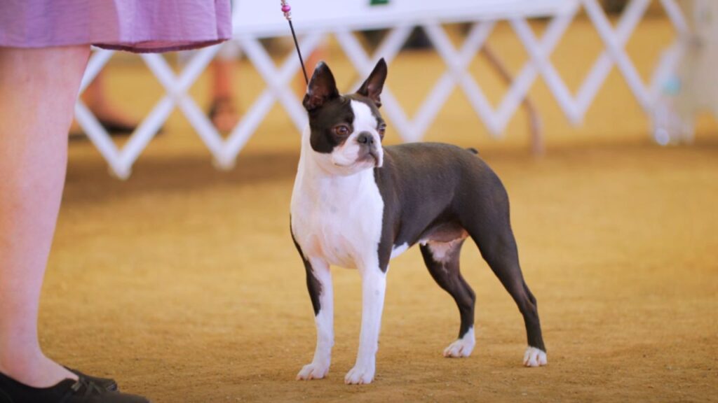 What Are the Physical Traits of Boston Terriers?