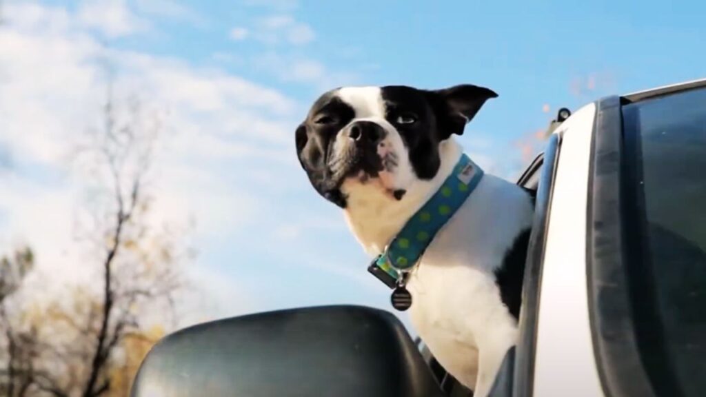 Average Neck Size of a Boston Terrier