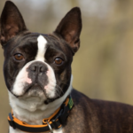 What Is the Average Neck Measurement for Boston Terrier