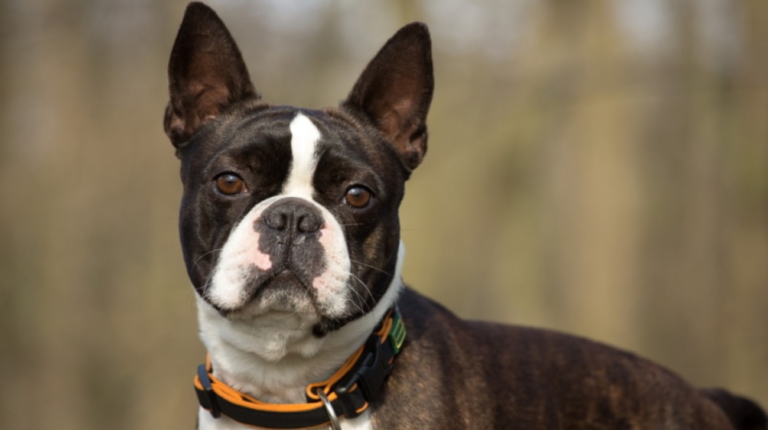 What Is the Average Neck Measurement for Boston Terrier