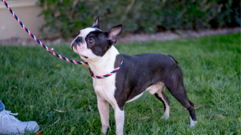 How to Choose a Suitable Collar Size for Boston Terrier