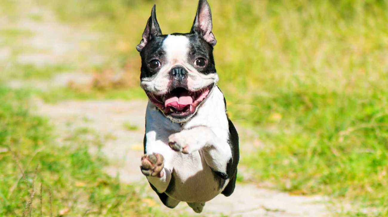 Best Collars for Boston Terrier