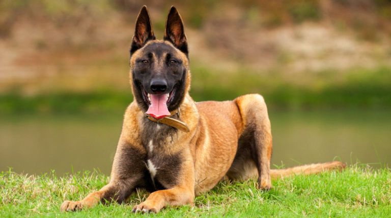 Best Collars for Belgian Shepherd