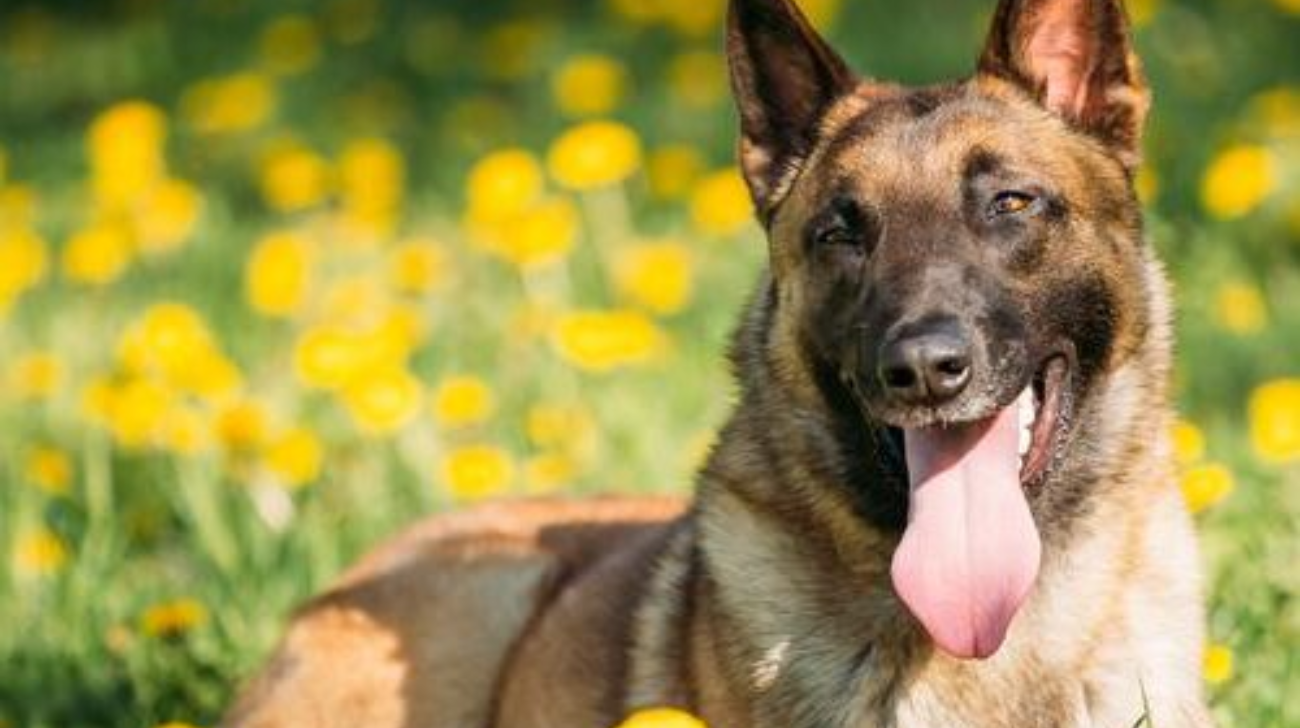 How to Fit a Collar on a Belgian Shepherd