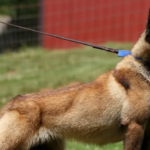 What is the Correct Collar Size for a Belgian Shepherd