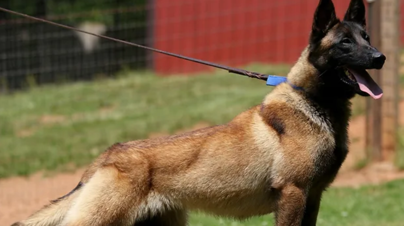 What is the Correct Collar Size for a Belgian Shepherd