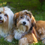 Best Collars for Havanese