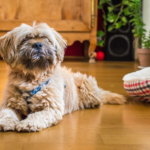 How to Measure a Havanese for a Collar