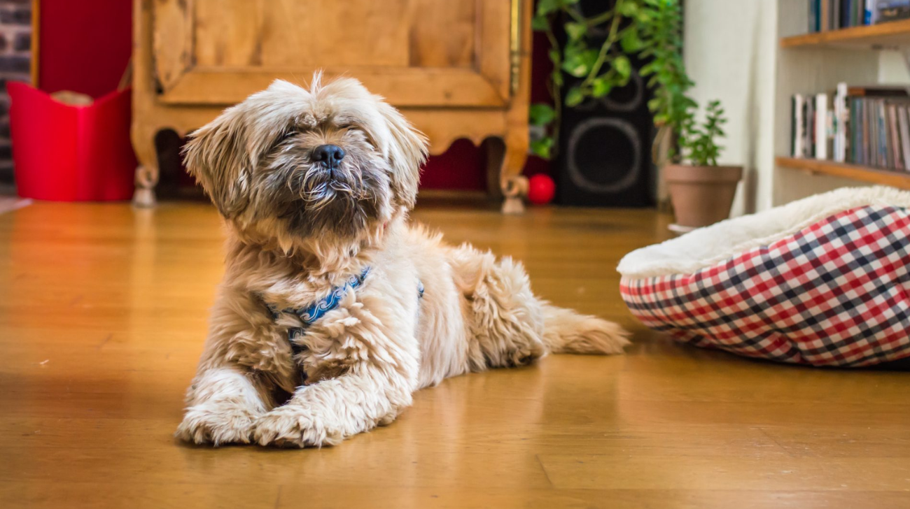 How to Measure a Havanese for a Collar