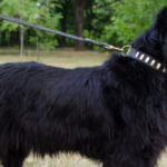 Best Collars for Newfoundland Dog | 6 Picks!