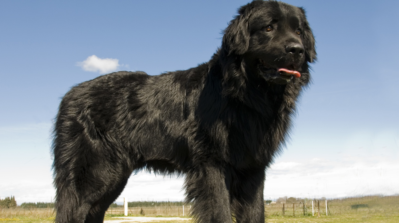 What Size Collar for Newfoundland Dog