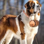 What Size Collar for St. Bernard