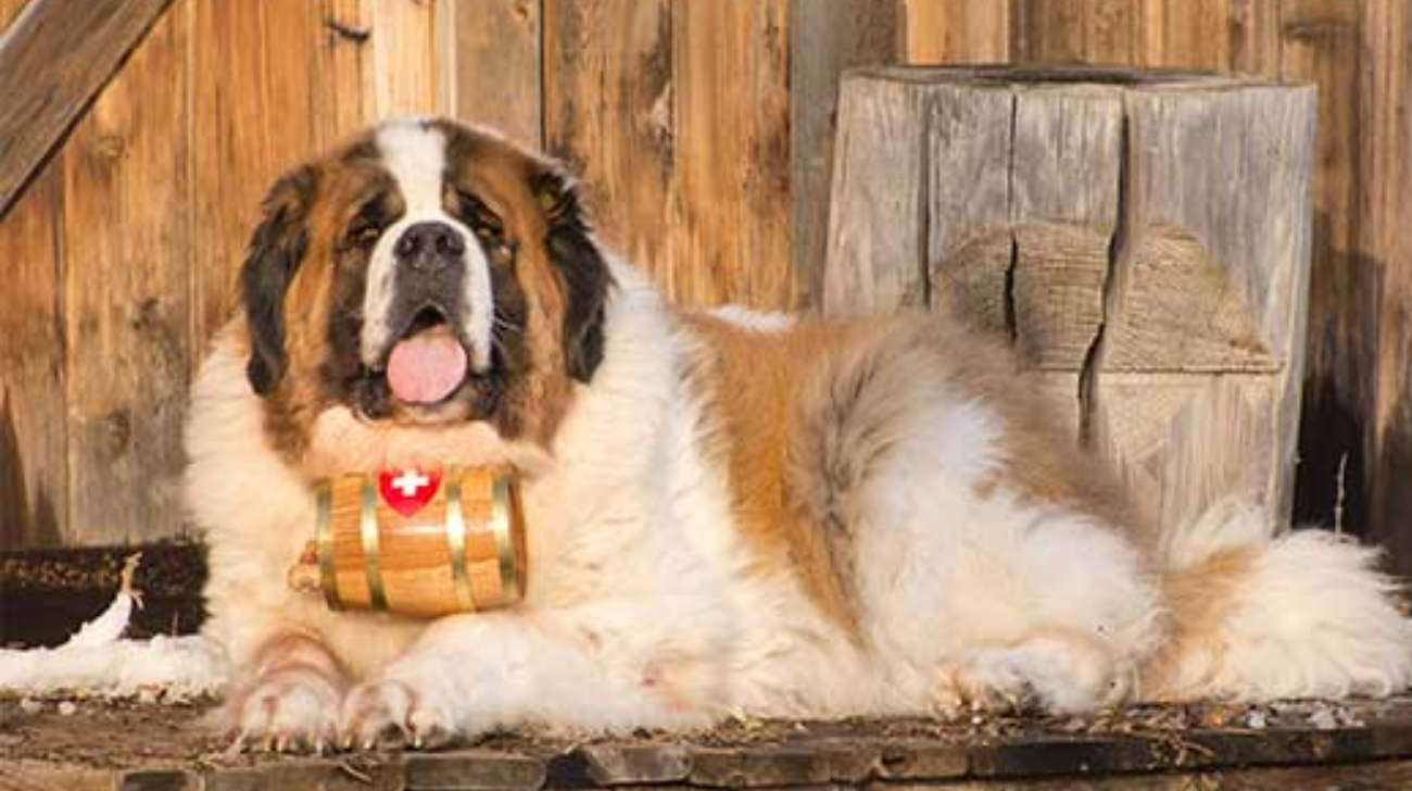 What Are the Best Practices for St. Bernard Collar Adjustment