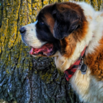 Best Collars for St. Bernard