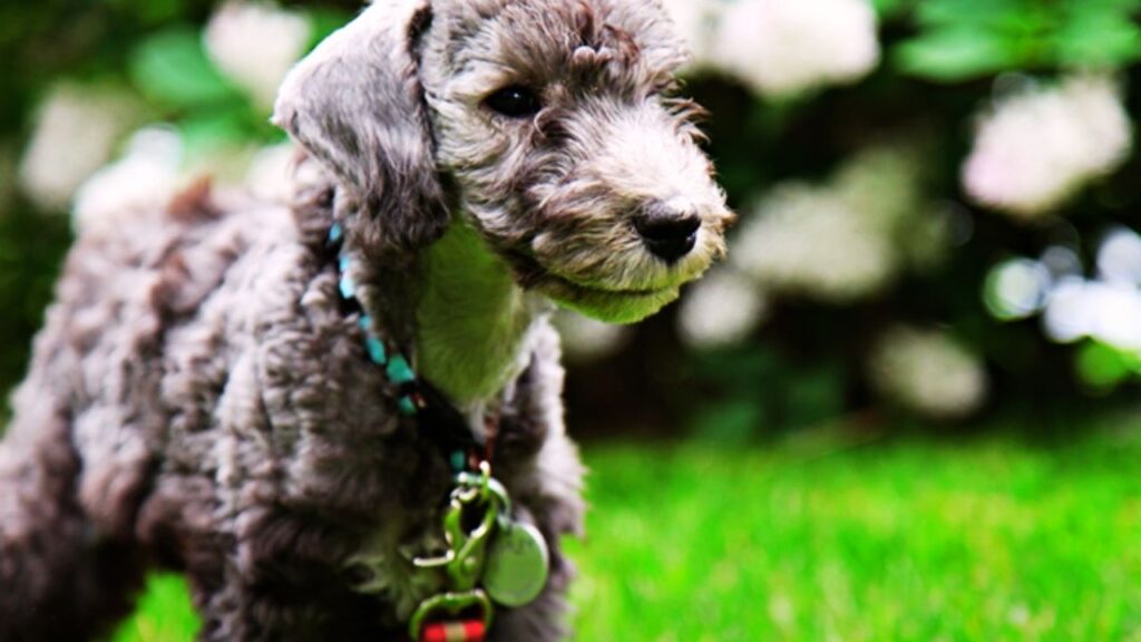 Step-by-Step Guide: How to Put Collars on Bedlington Terrier