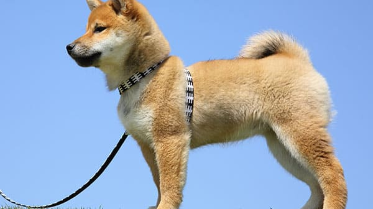 Best Dog Collars for Shiba Inu: 6 Durable Options!